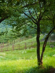 Fototapeta premium trees in the forest