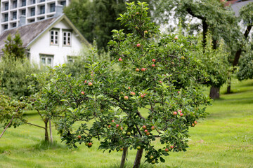 Apple trees with ripe apples in the orchard in summer, Norway