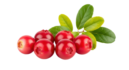 Isolated Cranberries with Leaves