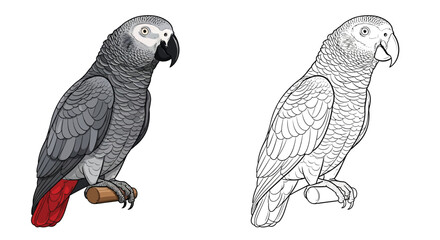 Fototapeta premium African Grey Parrot Realistic and Outline Coloring Sheet Dual Version Kids Art