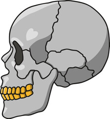 human skull vector illustration