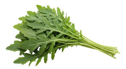 Isolated Fresh Arugula Bunch