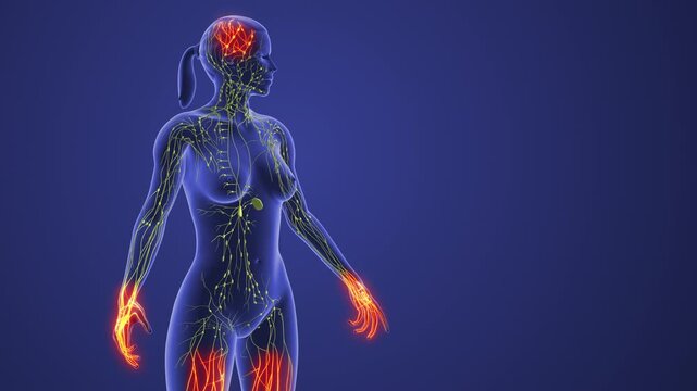 Medical Concept of Lymph Transport System in Female
