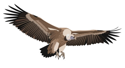 Obraz premium Majestic griffon vulture soars gracefully against a pristine white background, demonstrating power