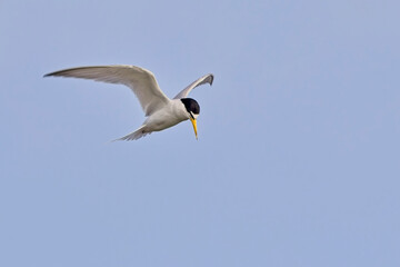 Least Tern (Sternula antillarum) adult in flight, close, Antigua and Barbuda, West Indies.