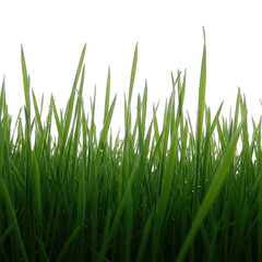 Fresh Green Grass Blades with Water Droplets Against Transparent Background