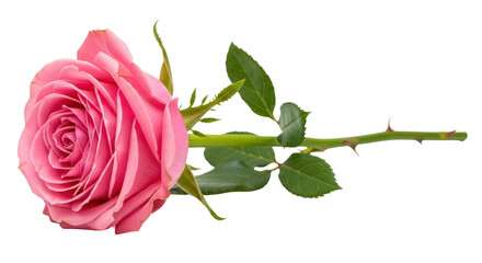 Isolated Pink Rose