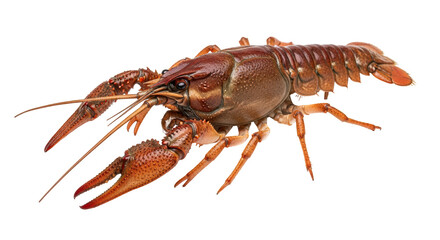 Isolated Crayfish
