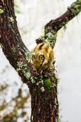 The adorably cute hidden-patterned flower squirrel.