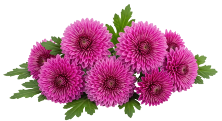 Isolated Purple Mums