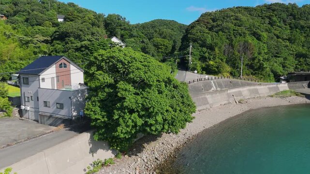 比井の赤榕(アコウ)の木　和歌山県日高町 Ancient Akou Tree of Hii &ndash; Hidaka Town, Wakayama, Japan