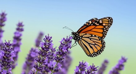 Fototapeta premium A monarch butterfly rests on a purple lavender flower against a soft background