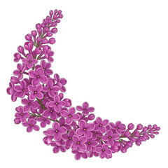 Lilac Flower Curved Arrangement on Transparent Background