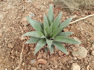 Pineapple (Ananas comosus) plant on brown soil background. Pineapple plant in the garden.