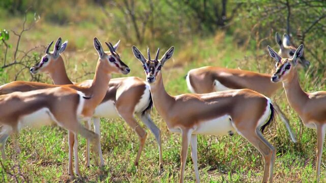 impala in the savannah