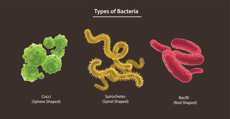 Types of Bacteria