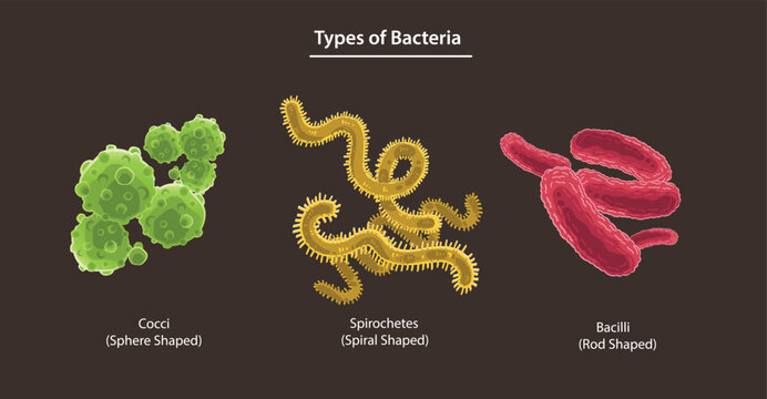 Types of Bacteria