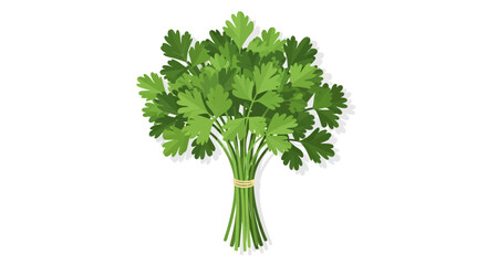 Fresh Herb Bundle: A Vibrant Green Parsley Bunch Isolated on a Clean White Backdrop perfect for culinary themed designs and ingredient illustrations