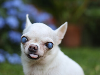 old  white chihuahua dog with blind eyes sitting in the garden, looking at camera with her tongue out.