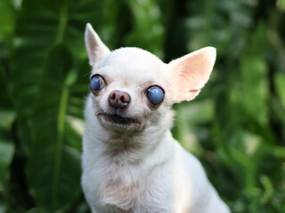 old  white chihuahua dog with blind eyes sitting in the garden looking at camera.