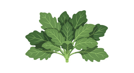Delicate vector art portraying fresh and vibrant green spinach leaves arrangement isolated against a stark white background, simple design