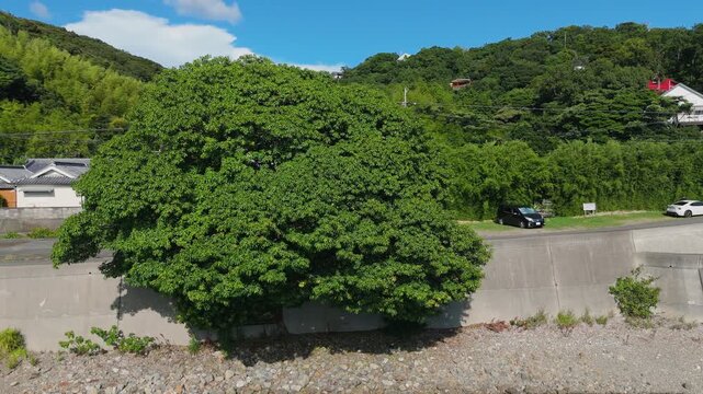 比井の赤榕(アコウ)の木　和歌山県日高町 Ancient Akou Tree of Hii &ndash; Hidaka Town, Wakayama, Japan
