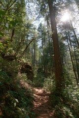 Sunny forest path winds through trees