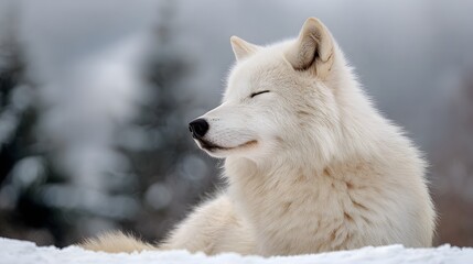 Fototapeta premium Close-Up Portrait of a Serene White Arctic Wolf in Snowy Forest Lighting perfect for wildlife conservation campaigns, nature magazine covers, arctic habitat education and animal photography exhibition
