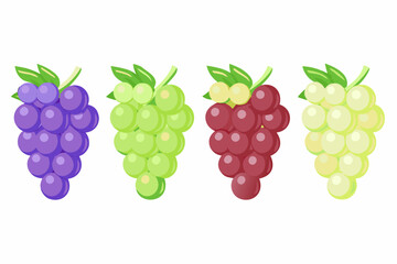 A colorful illustration of four bunches of grapes in different colors and varieties