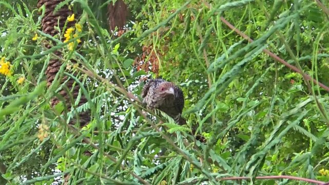 Female Asian Koel Bird Sitting on Branch [Eudynamys scolopaceus] 120fps Slow Motion 4K Footage
