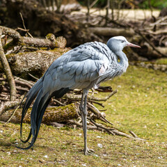 The Blue Crane, Grus paradisea, is an endangered bird