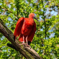 The Scarlet ibis, Eudocimus ruber is a species of ibis in the bird family Threskiornithidae.