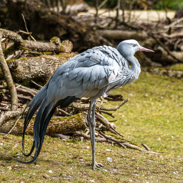 The Blue Crane, Grus paradisea, is an endangered bird