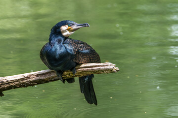 The great cormorant, Phalacrocorax carbo sitting on a branch