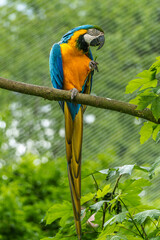The Blue-and-yellow Macaw, Ara ararauna is a large South American parrot