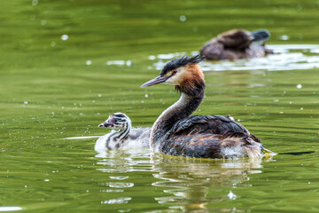 Family of Great Crested Grebe, Podiceps cristatus with beautiful orange colors, a water bird with red eyes.