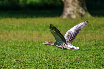 The flying greylag goose, Anser anser is a species of large goose