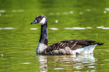The Canada Goose, Branta canadensis at a Lake near Munich in Germany
