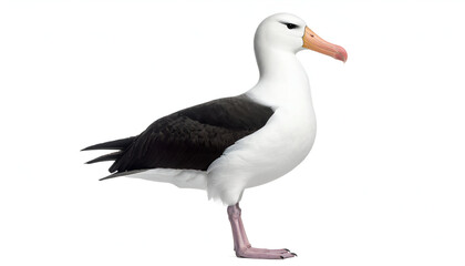 Albatross bird profile with white background.