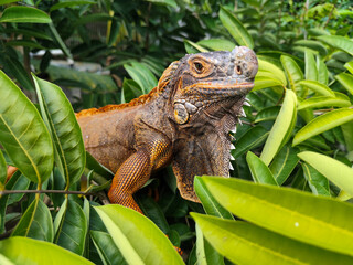 Orange iguana is sunbathing on a green leafy tree trunk, in the morning, with a natural blurred background.