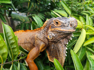 Orange iguana is sunbathing on a green leafy tree trunk, in the morning, with a natural blurred background.