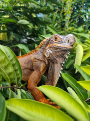 Orange iguana is sunbathing on a green leafy tree trunk, in the morning, with a natural blurred background.