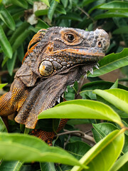 Orange iguana is sunbathing on a green leafy tree trunk, in the morning, with a natural blurred background.
