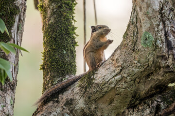 Cambodian Striped Squirrel - Tamiops rodolphii, beautiful shy squirrel native to forests and woodlands for Indochina, Vietnam.