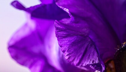 Close-up of vibrant purple iris petals (2)