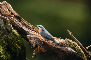 Kleiber in Alpinem Wald