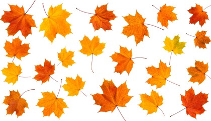 Scattered autumn maple leaves on white background