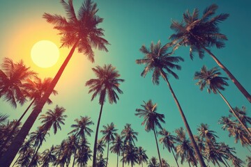 Obraz premium Palm trees reaching towards a vibrant sunset