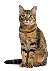 Sitting cat, front view