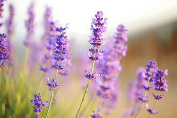 Close up of blooming purple lavender flowers in a field